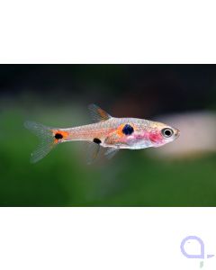 Zwergbärbling - Boraras maculatus
Bildrechte Chris Lukhaup