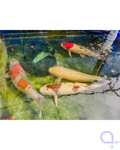 Japan Koi 40-70 cm - Abholung - kein Versand!