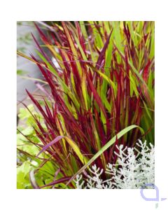 Imperata cylindrica - Japanisches Blutgras - Red Baron