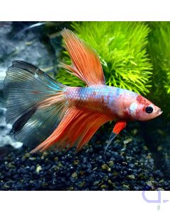 Kampffisch Halfmoon - Black Fin Nemo - Betta splendens - Fullbody