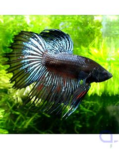 Kampffisch Crowntail - Black Snake - Betta splendens