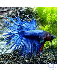 Kampffisch Crowntail - Royal Blue - Betta Splendens - Body