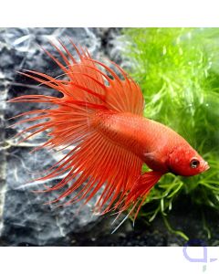 Kampffisch Crowntail - Orange Red - Betta Splendens