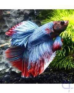 Kampffisch - Premium Halfmoon - Bicolor - Betta splendens - Fullbody