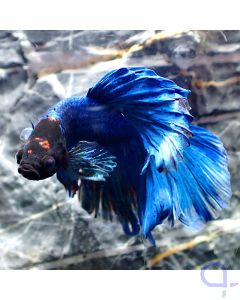 Kampffisch Halfmoon - Red Dot Head - Betta splendens - Ansicht
