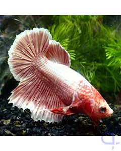 Kampffisch Plakat Dumbo - Rot Gold - Betta Splendens - Ansicht