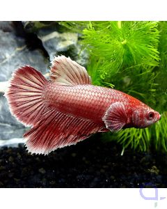Kampffisch Plakat Dumbo- Rot Gold - Betta Splendens - Body