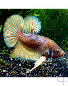 Kampffisch Plakat - Mustard - Betta splendens