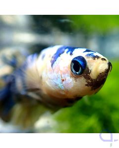 Kampffisch Plakat - Blue Eye Nemo - Betta Splendens - Face