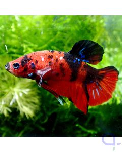 Kampffisch Plakat - Hellboy - Betta splendens