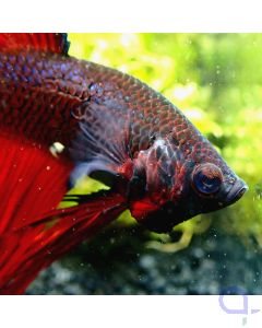 Kampffisch Crowntail - Red Blue - Betta splendens -VvH1