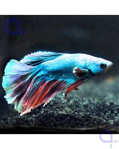 Kampffisch Halfmoon - Blau - Betta splendens *20