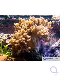 Capnella imbricata - Keniab&auml;umchen Ableger