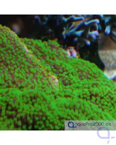 Montipora hoffmeisteri