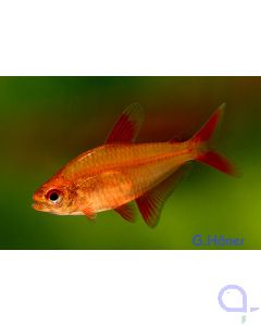Roter Cherry-Salmler	Hyphessobrycon sp MUZEL "Red Cherry" 