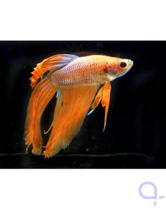 Kampffisch Halfmoon "Orange Pumpkin" - Betta splendens