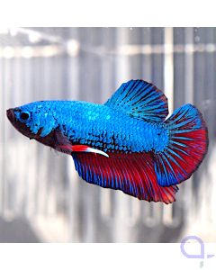 Kampffisch Plakat "Raiku" - Betta splendens