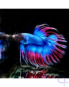 Kampffisch Crowntail - Red Spike - Betta splendens