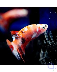 Kampffisch Plakat - Bunt - Betta splendens