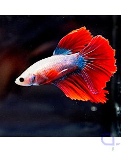 Kampffisch Halfmoon - Tricolor - Betta splendens Bt8