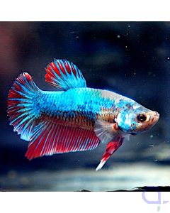 Kampffisch Plakat - Rot Blau - Betta splendens Bt10
