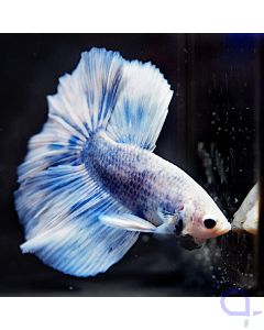 Kampffisch Halfmoon - Blue White- Betta splendens