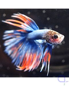 Kampffisch Crowntail - Blue Orange - Betta splendens *18
