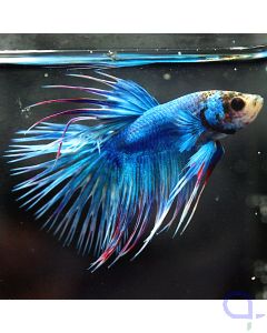 Kampffisch Crowntail - Blue Light- Betta splendens *19