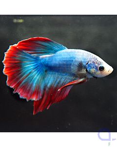 Kampffisch  "Red Rim" - Betta splendens *21