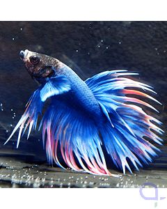 Kampffisch Crowntail - Pastel Blue - Betta splendens *22