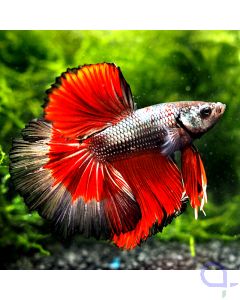Kampffisch Halfmoon - Red Fin - Betta splendens *19