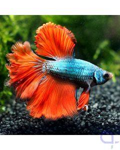 Kampffisch Rosetail - Red Rose - Betta splendens *27