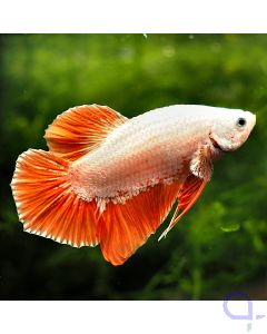 Kampffisch Plakat - Peach Dragon - Betta splendens *21