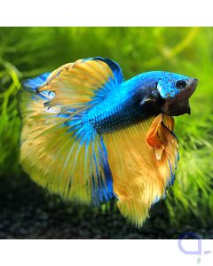 Kampffisch Halfmoon - Mustard - Betta splendens *15