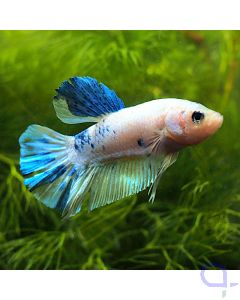 Kampffisch Plakat - Blue Fin - Betta splendens *19