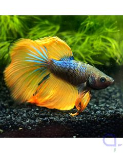 Kampffisch Halfmoon - Dark Mustard - Betta splendens *34