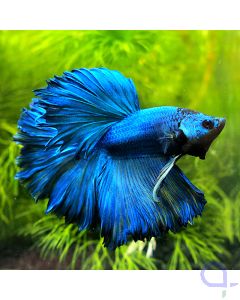 Kampffisch Halfmoon - Blue Jeans - Betta splendens *01