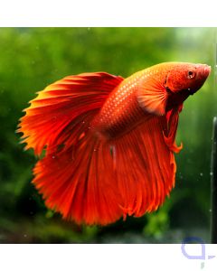 Kampffisch Super Delta - Red - Betta splendens *08