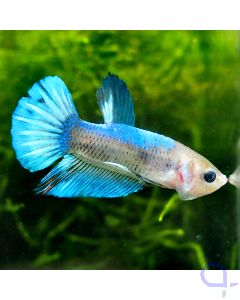 Kampffisch Plakat - Little Blue - Betta splendens *13