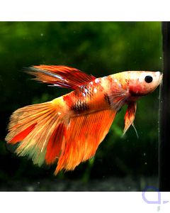 Kampffisch Halfmoon- Candy - Betta splendens *02