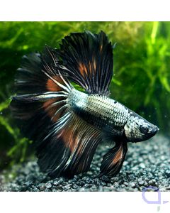 Kampffisch Halfmoon - Silver Copper - Betta splendens *12