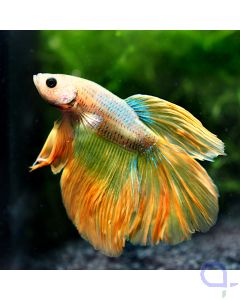 Kampffisch Halfmoon - Premium Gold - Betta splendens *07