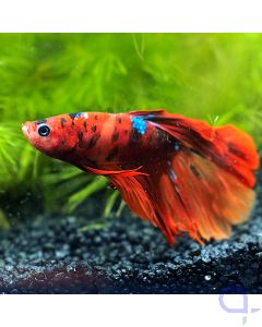 Kampffisch Halfmoon - Red Nemo - Betta splendens *31