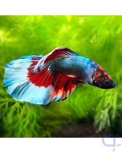 Kampffisch Super Delta - Tricolor - Betta splendens *13