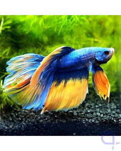 Kampffisch Halfmoon - Peach Blue - Betta splendens *39