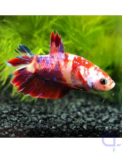 Kampffisch Plakat - Fancy Candy - Betta splendens *42