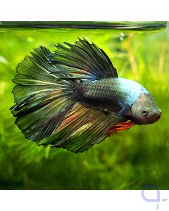 Kampffisch Halfmoon - Copper - Betta splendens *41