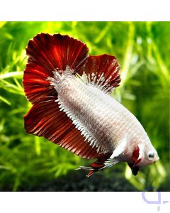 Kampffisch Plakat - Red Dragon - Betta splendens *20