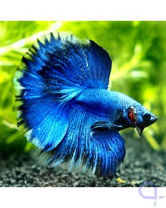 Kampffisch Halfmoon - Blue Ultra - Betta splendens *19