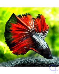 Kampffisch Halfmoon - Black Rim - Betta splendens *18